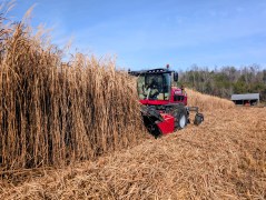 Contributed Photo / A driver harvests miscanthus in December 2025 using a self-propelled windrower. Researchers aim to jumpstart efforts to turn this kind of grass into commercial products.