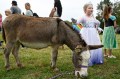 Staff File Photo / Adeline Arp, 4, pets a donkey at the The Ministry Center's 2024 Fall Bash.